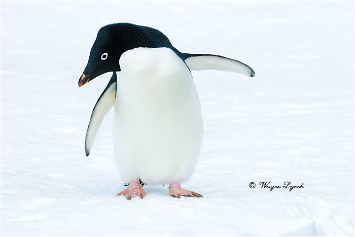 Adelie Penguin by Dr. Wayne Lynch &copy;